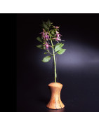 Vases